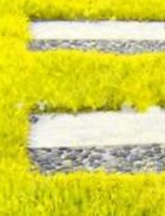 หญ้าฟาง (Fescue grass) สีเหลือง / 500 เม็ด