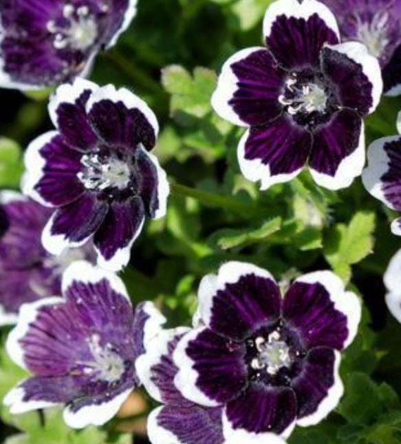 เนโมฟีลา - เพนนี แบล็ค (Nemophila - Penny Black) / 300 เม็ด (UK)*