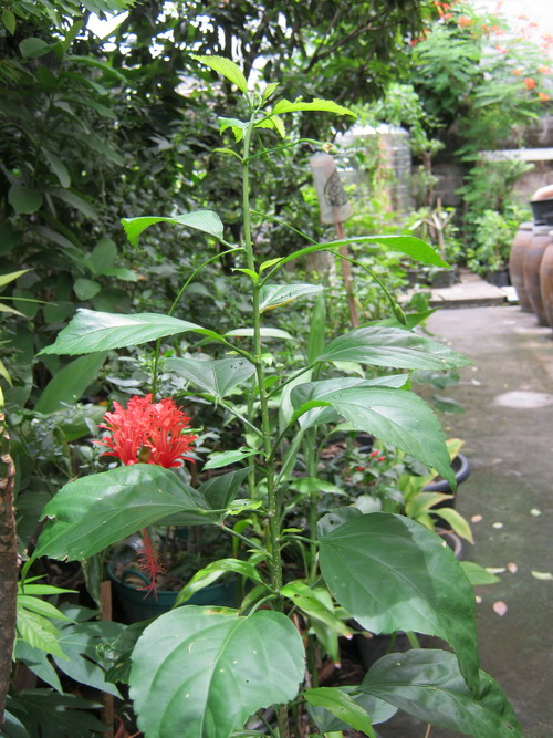 ต้นพู่ระหง ดอกฝอย กระถาง 8-10 นิ้ว สูง 40-60 ซ.ม.