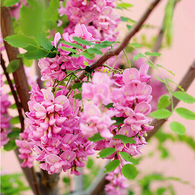 วิสทีเรีย (Wisteria) สีชมพู / 10 เม็ด
