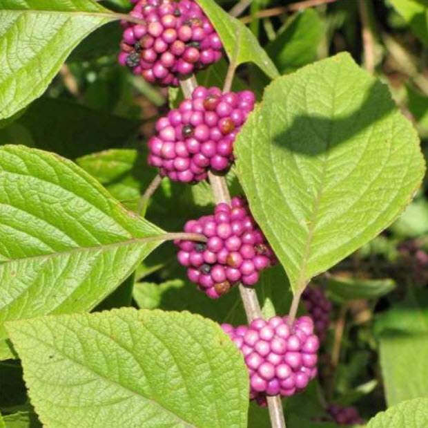 บิวตี้เบอรี่ (Beautyberry) สีม่วง / 50 เม็ด (UK)