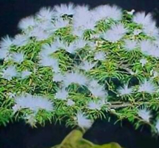 ทิ้งถ่อนบอนไซ (White Siris) ดอกสีขาว / 10 เม็ด (นอก)