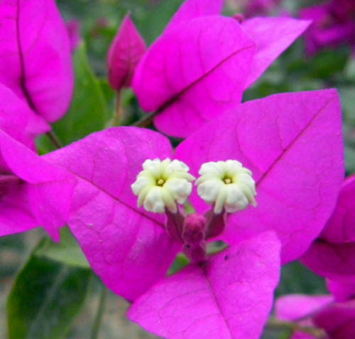 เฟื่องฟ้าสีม่วง (Purple Bougainvillea) / 50 เม็ด