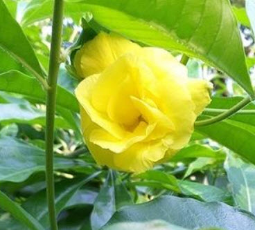 ต้นบานบุรี ดอกเหลืองซ้อน กระถาง สูง 50-60 ซ.ม. / ต้น