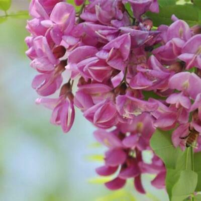 แบล็ค โลคัส (Black locust) / 50 เม็ด (Portugal)