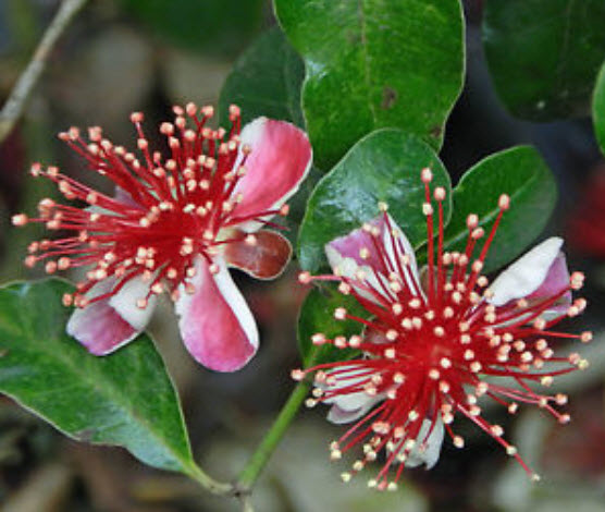 ฝรั่งเฟวโจว (Feijoa) / 10 เม็ด (USA)