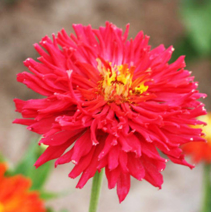 บานชื่น (Zinnia) แดง / ซอง 50 เม็ด (A092)
