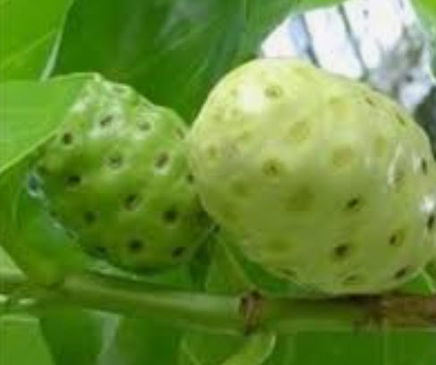 ยอบ้าน (Great Morinda) / 20 เม็ด (ไทย)