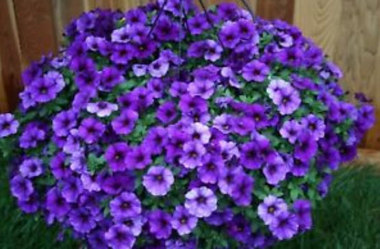 พิทูเนีย (Petunia) สีม่่วง / 1,000 เม็ด (Zerbia)
