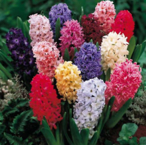 ไฮยาซินธ์ / ผีกตบชวา (Hyacinth) คละสี / 300 เม็ด