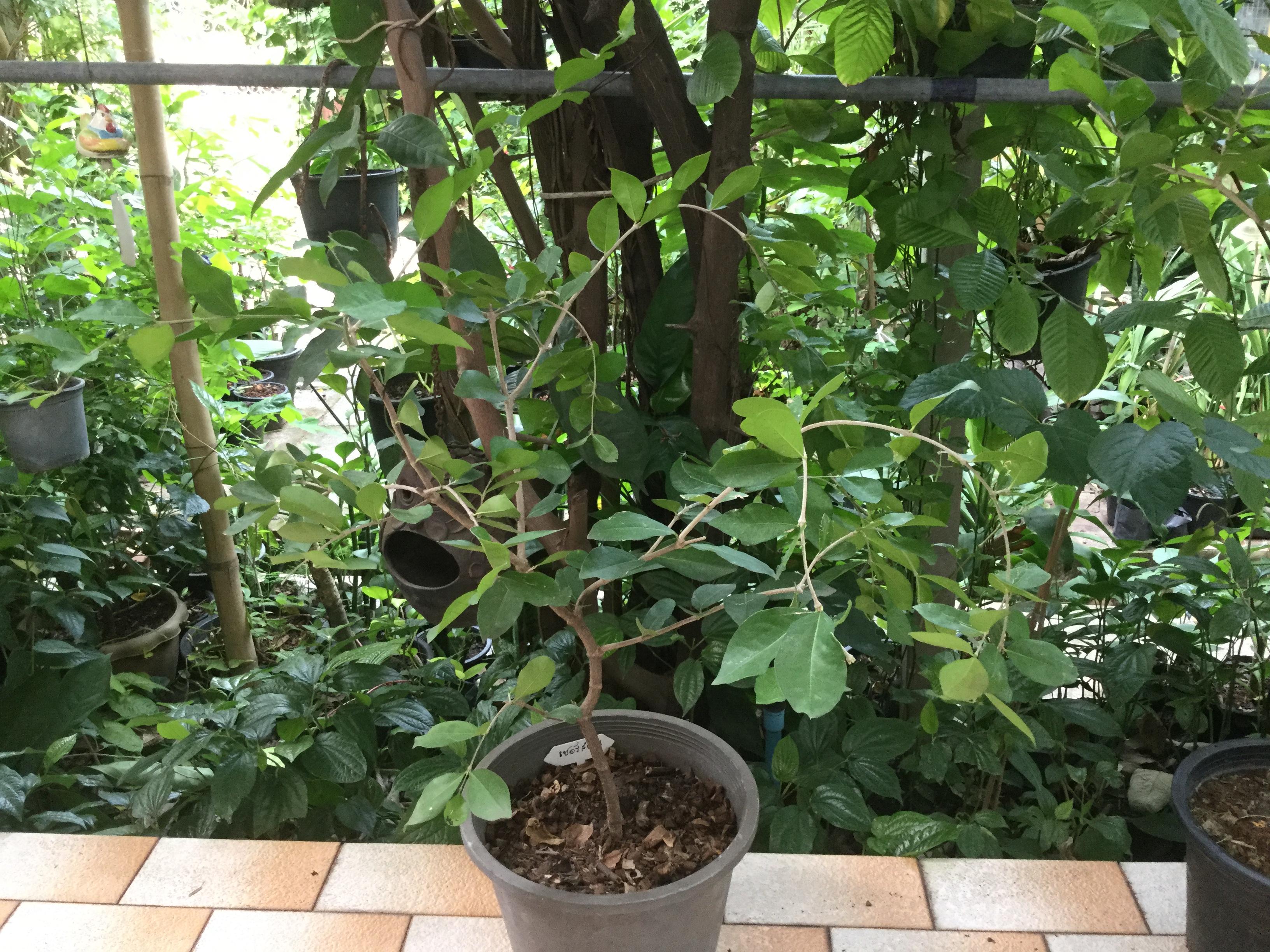 ต้นเชอรี่สเปน หรือมะยมแดง (Surinam cherry) ขนาดกลาง