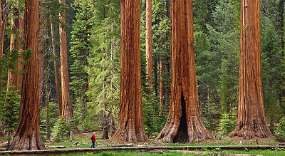สนยักษ์ซีคัวญ่า (Giant Sequoia) / 20 เม็ด (China)