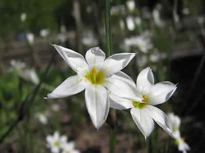 หญ้าบลูอาย (Blue-eyed grass) สีขาว / 25 เม็ด (USA)