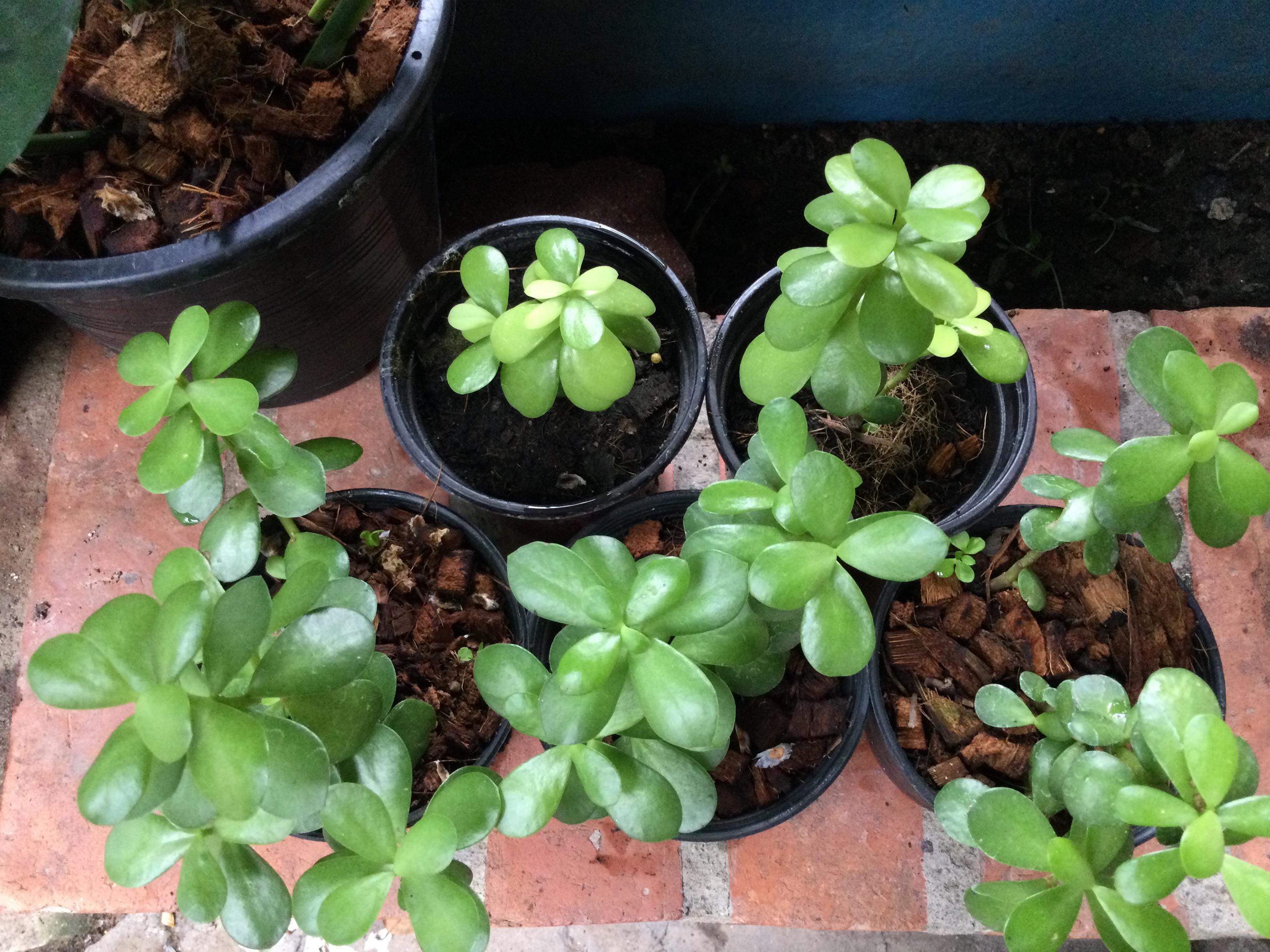 ต้นคราสซูล่า (Crassula) หรือต้นดูดทรัพย์ กระถาง 4 นิ้ว