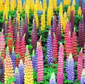 รัสเซล ลูพิน (Russell Lupine) คละ / 100 เม็ด