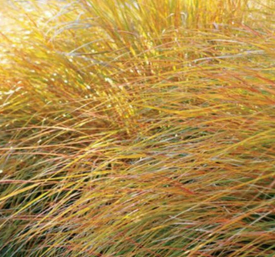 หญ้าหางไก่ฟ้า (Pheasant's tail grass) / 10 เม็ด (Spain)