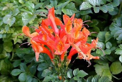 สายน้ำผึ้ง (Honeysuckle) สีส้ม / 100 เม็ด