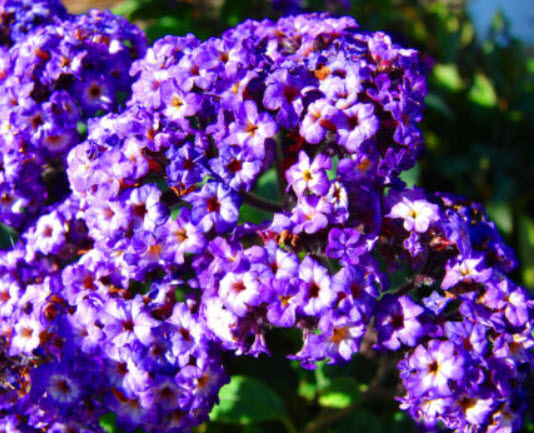 เฮริโอโทรป (Heliotrope) / 130 เม็ด (UK)