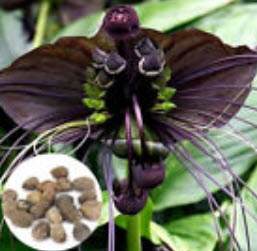 ว่านค้างคาวดำ / 200 เม็ด