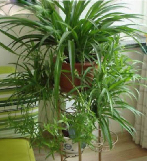 ว่านเศรษฐี หรือคลอโรไฟทัม (Chlorophytum) / 100 เม็ด