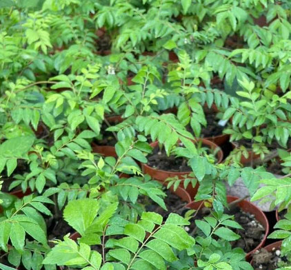 ต้น เคอรี่ลีฟ Indian curry leaves ใบกระหรี่ ใบหอมแขก ใบแกง ต้นเพาะเมล็ดในไทย