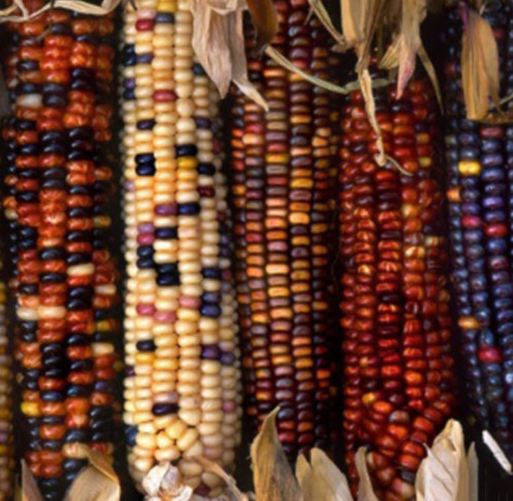 ข้าวโพดแฟนซี / 30 เม็ด