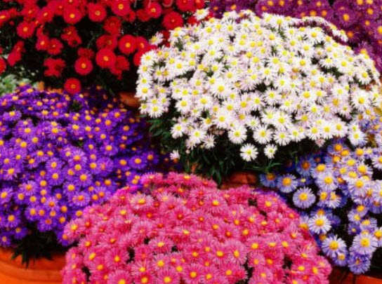 แอสเตอร์จีน - พิน็อคชิโอ (China Aster - Pinocchio) / 450 เม็ด (UK)