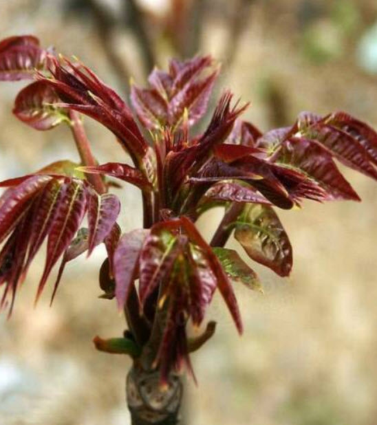 มะฮ็อกกานีจีน (Chinese Mahogany) / 30 เม็ด (China)