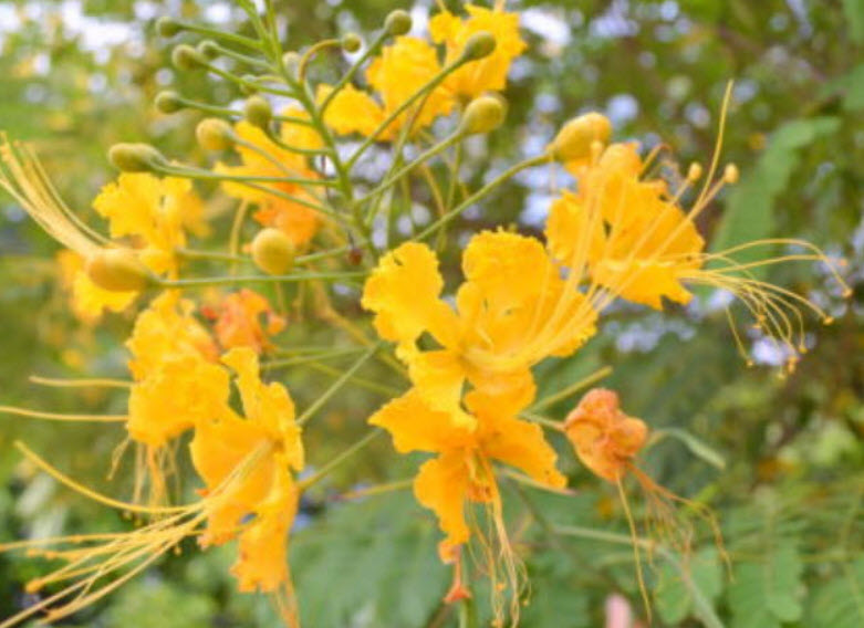 ต้นหางนกยูงไทย สีเหลือง สูง 85-100 ซ.ม กระถาง 10 นิ้ว / ต้น