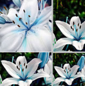 ลิลี่ สีฟ้า (Blue Lily) / 50 เม็ด