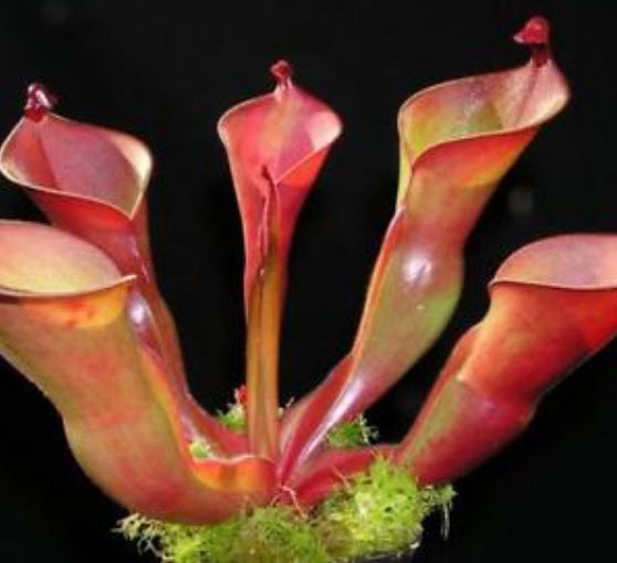 พืชดักจับแมลง (Venus Flytrap) คละ / 100 เม็ด (รุ่นใหม่)