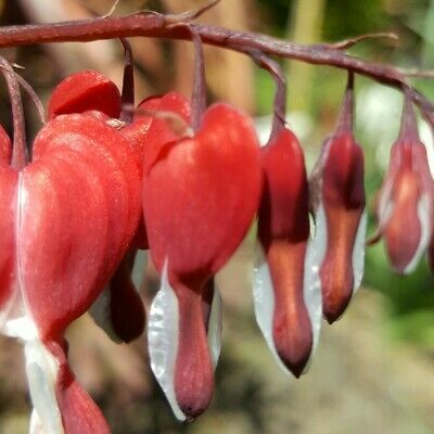 หทัยหยาดทิพย์ (Bleeding Heart) คละ / 20 เม็ด