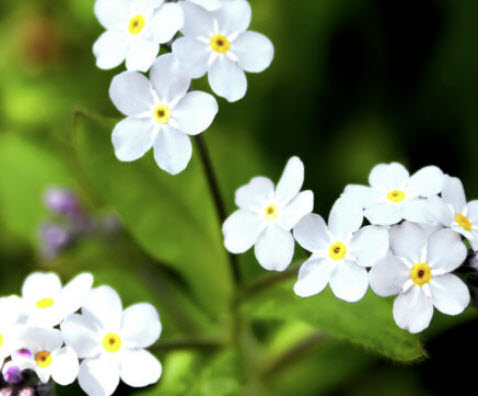 อัลไพน์ ฟอร์เก็ต-มีน็อท (Alpine Forget-me-not) สีขาว / 1,000 เม็ด (UK)