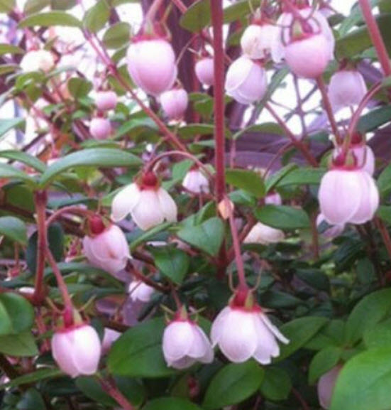 ชิเลียน กาวา (Chilean Guava) / 10 เม็ด (Portugal) *