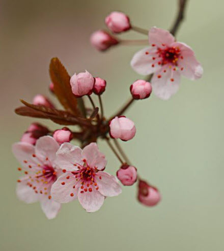 ซากุระ โอชิมะ (Oshima Sakura) / 10 เม็ด (China) *