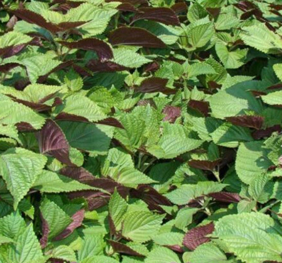 ชิโสะ สองสี (Perilla Frutescens / Shiso - Bi Coloured) / 300 เม็ด (UK)