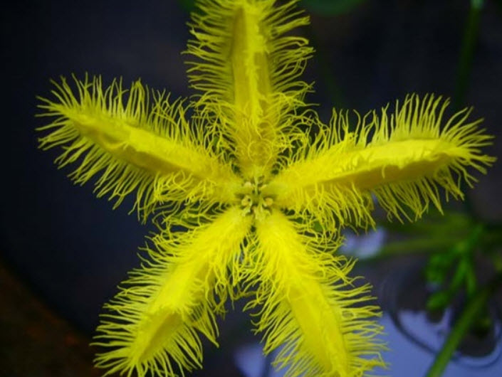 หน่อบัวบา สีเหลือง (บัวเล็กที่สุดในโลก) / ชุด 3 หน่อ
