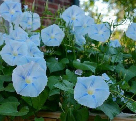มอนิ่ง กลอรี่ สีฟ้า (Morning glory - Heavenly Blue) / 25 เม็ด (Portugal)