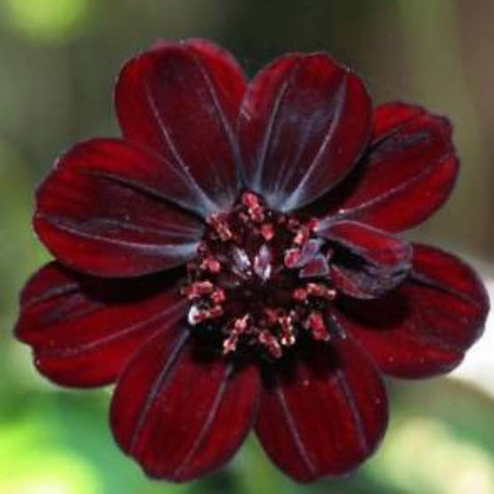 ดาวกระจายช็อคโกแลต (Chocolate Cosmos) / 200 เม็ด (นอก)