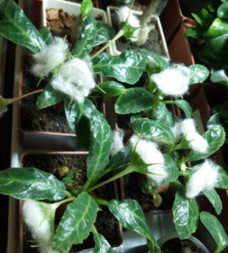 มะพร้าวทะเลทราย (Dorstenia Foetida) / 3 เม็ด (Russia)