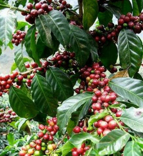 กาแฟ อราบิก้า (Arabica Coffee) / 20 เม็ด