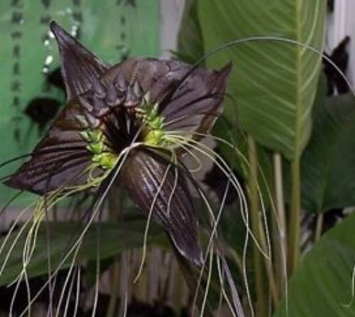 ว่านค้างคาวดำ / 200 เม็ด