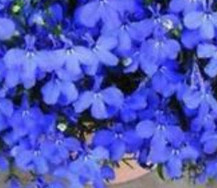 ปีกผีเสื้อ (Oxalis) สีน้ำงิน / 50 เมล็ด