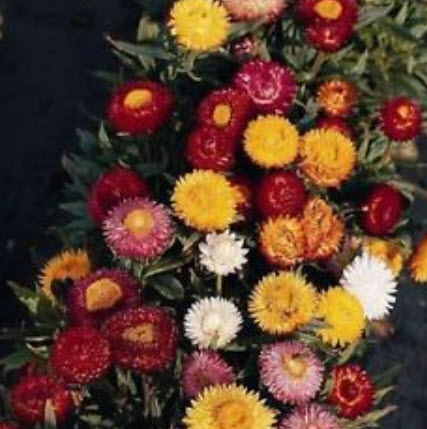 ดอกกระดาษ (Straw flower) คละ / 150 เม็ด (Australia)