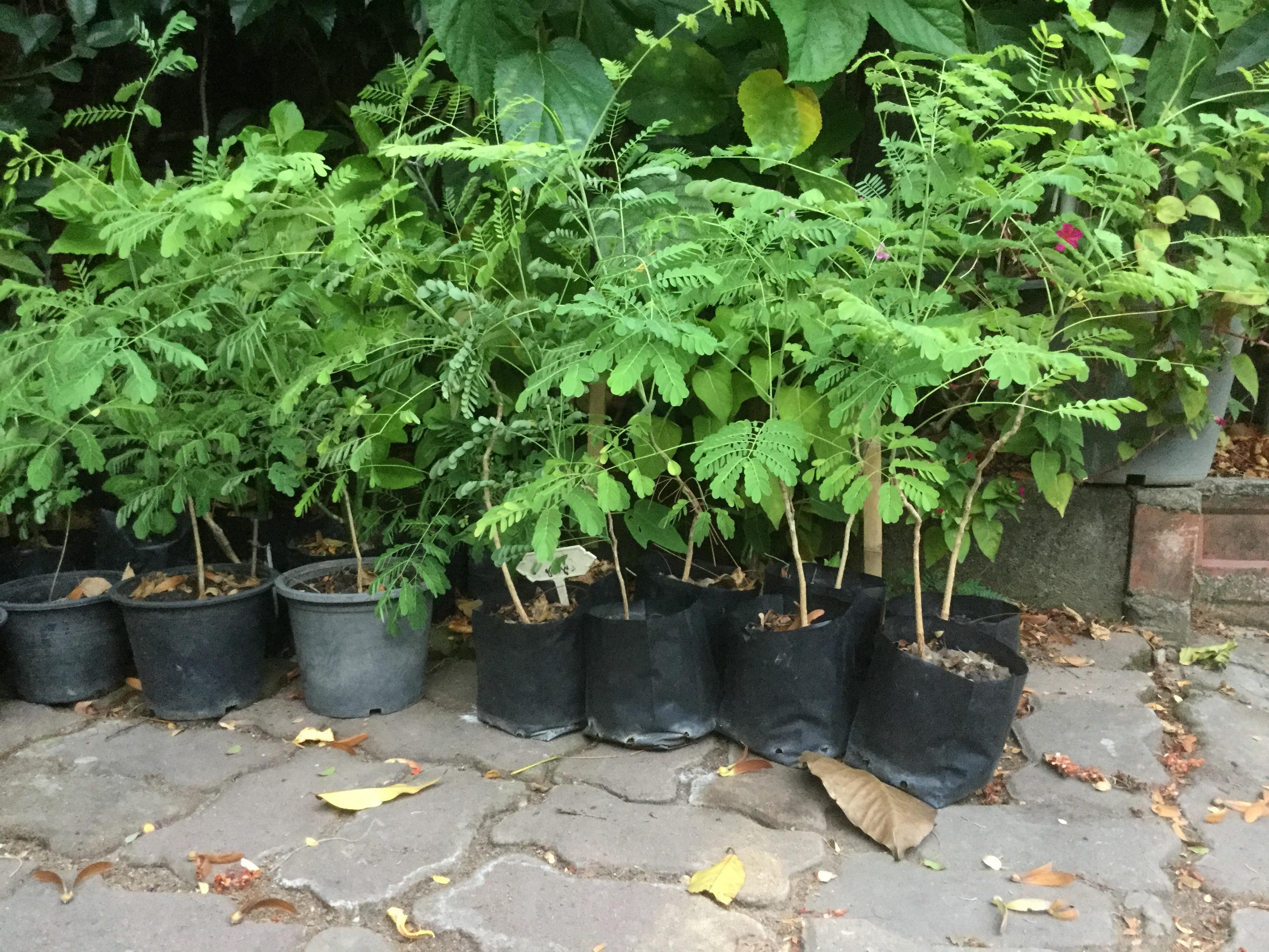 ต้นกล้าหางนกยูง สีส้ม ถุงดำ สูง 10-20 ซ.ม./ ต้น