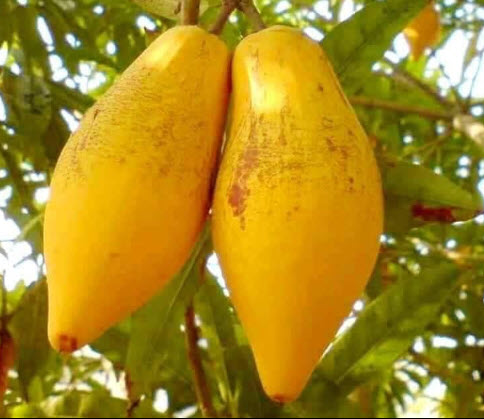 ต้น เซียนท้อ ม่อนไข่ยักษ์ เหยาถัง สูง 30-50 ซ.ม.