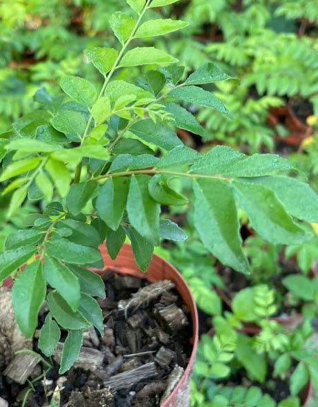 ต้น เคอรี่ลีฟ Indian curry leaves ใบกระหรี่ ใบหอมแขก ใบแกง ต้นเพาะเมล็ดในไทย