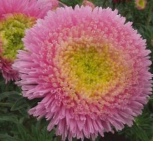 แอสเตอร์ (Aster) สีชมพู / 200 เม็ด (Ukraine)