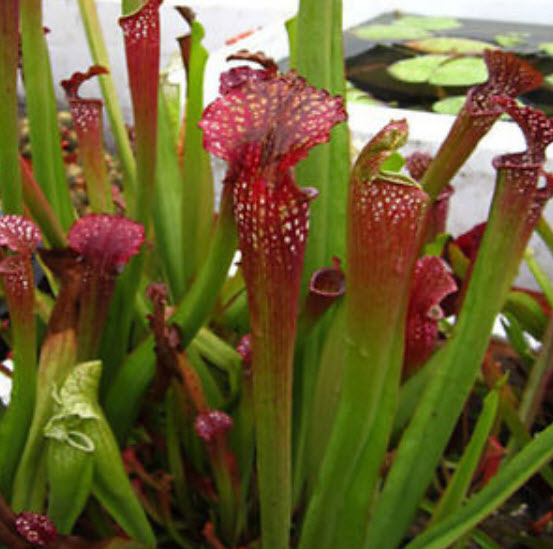 ซาราซีเนีย (Sarracenia) / 100 เม็ด