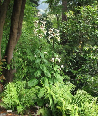 ลิลี่หิมาลายัน ดอกใหญ่ (Giant Himalayan Lily) / 10 เม็ด (Portugal) *